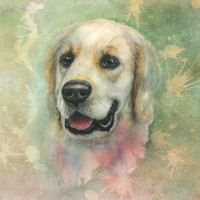 /album/fotogalerie/harvey-kveten-jpg/